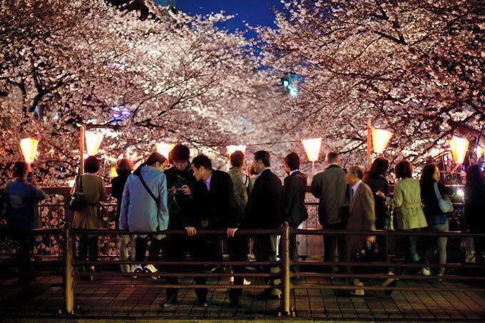 Lễ hội ngắm hoa anh đào của Nhật Bản
